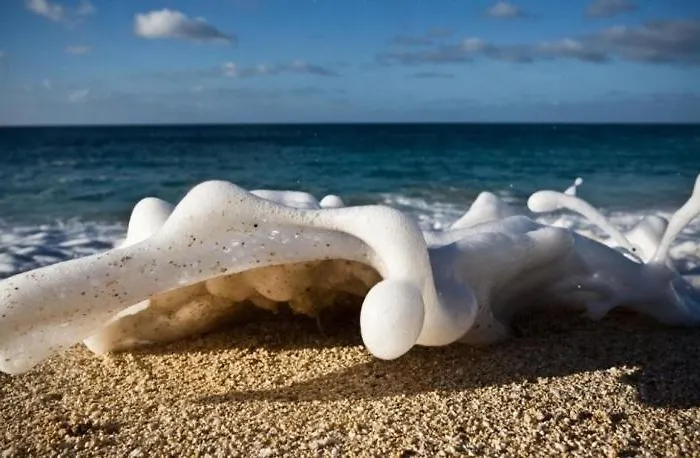 Sympatik Jastrzębia Góra